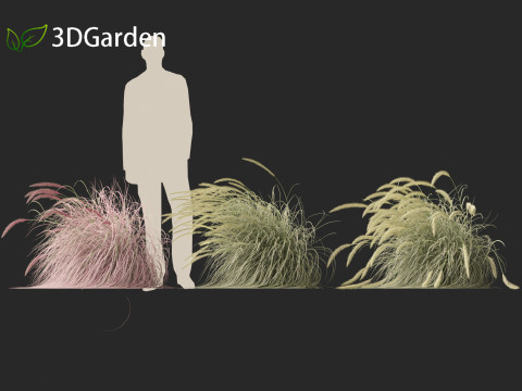 Pennisetum setaceum Cherry Sparkler - Fountain Grass 02 3D Model
