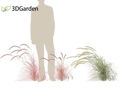 Pennisetum setaceum Cherry Sparkler - Fountain Grass 02 3D Model