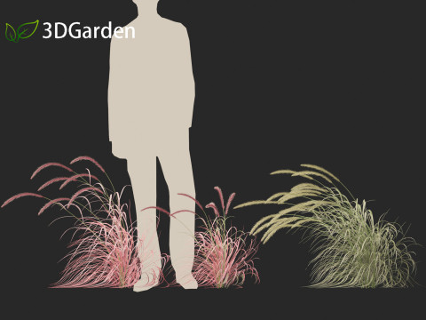 Pennisetum setaceum Cherry Sparkler - Fountain Grass 02 3D Model