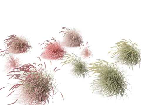 Pennisetum setaceum Cherry Sparkler - Fountain Grass 02 3D Model