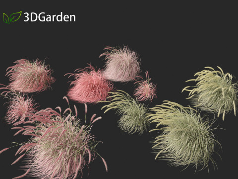 Pennisetum setaceum Cherry Sparkler - Fountain Grass 02 3D Model
