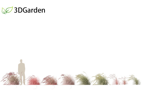 Pennisetum setaceum Cherry Sparkler - Fountain Grass 02 3D Model