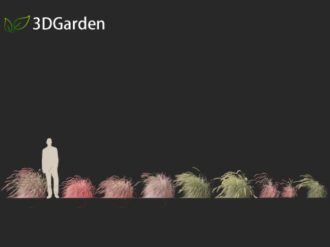 Pennisetum setaceum Cherry Sparkler - Fountain Grass 02 3D Model
