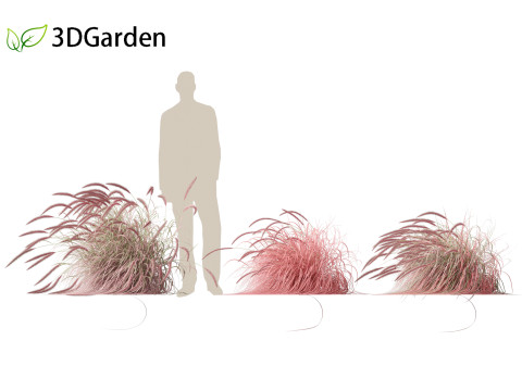 Pennisetum setaceum Cherry Sparkler - Fountain Grass 02 3D Model