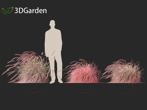 Pennisetum setaceum Cherry Sparkler - Fountain Grass 02 3D Model