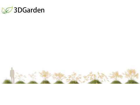 Stipa gigantea - Giant feather grass 01 3D Model