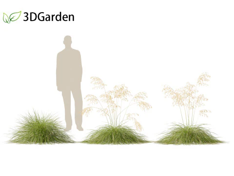 Stipa gigantea - Giant feather grass 01 3D Model