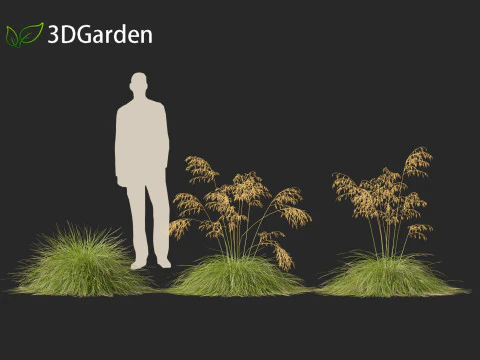 Stipa gigantea - Giant feather grass 01 3D Model