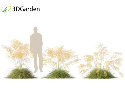 Stipa gigantea - Giant feather grass 01 Modèle 3D