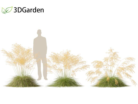 Stipa gigantea - Giant feather grass 01 3D Model