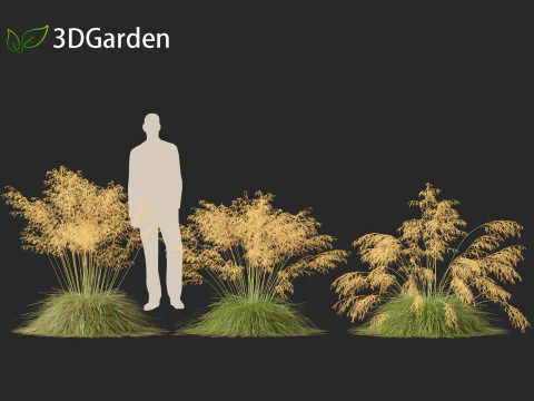 Stipa gigantea - Giant feather grass 01 3D Model