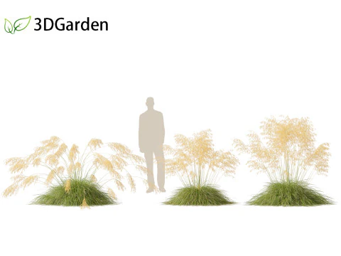 Stipa gigantea - Giant feather grass 01 3D Model