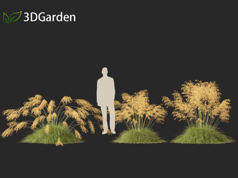 Stipa gigantea - Giant feather grass 01 Modèle 3D