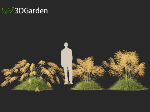 Stipa gigantea - Giant feather grass 01 3D Model