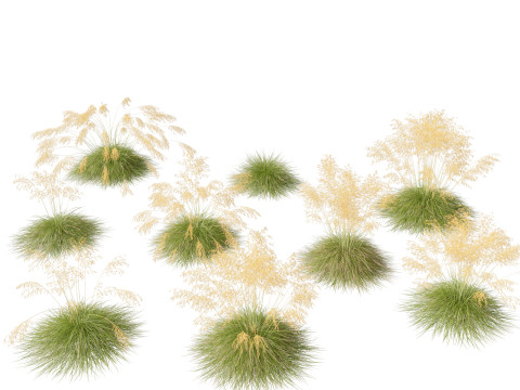 Stipa gigantea - Giant feather grass 01 Modèle 3D