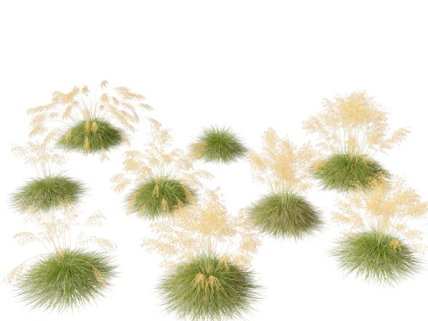 Stipa gigantea - Giant feather grass 01 3D Model