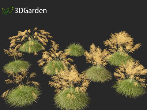 Stipa gigantea - Giant feather grass 01 3D Model