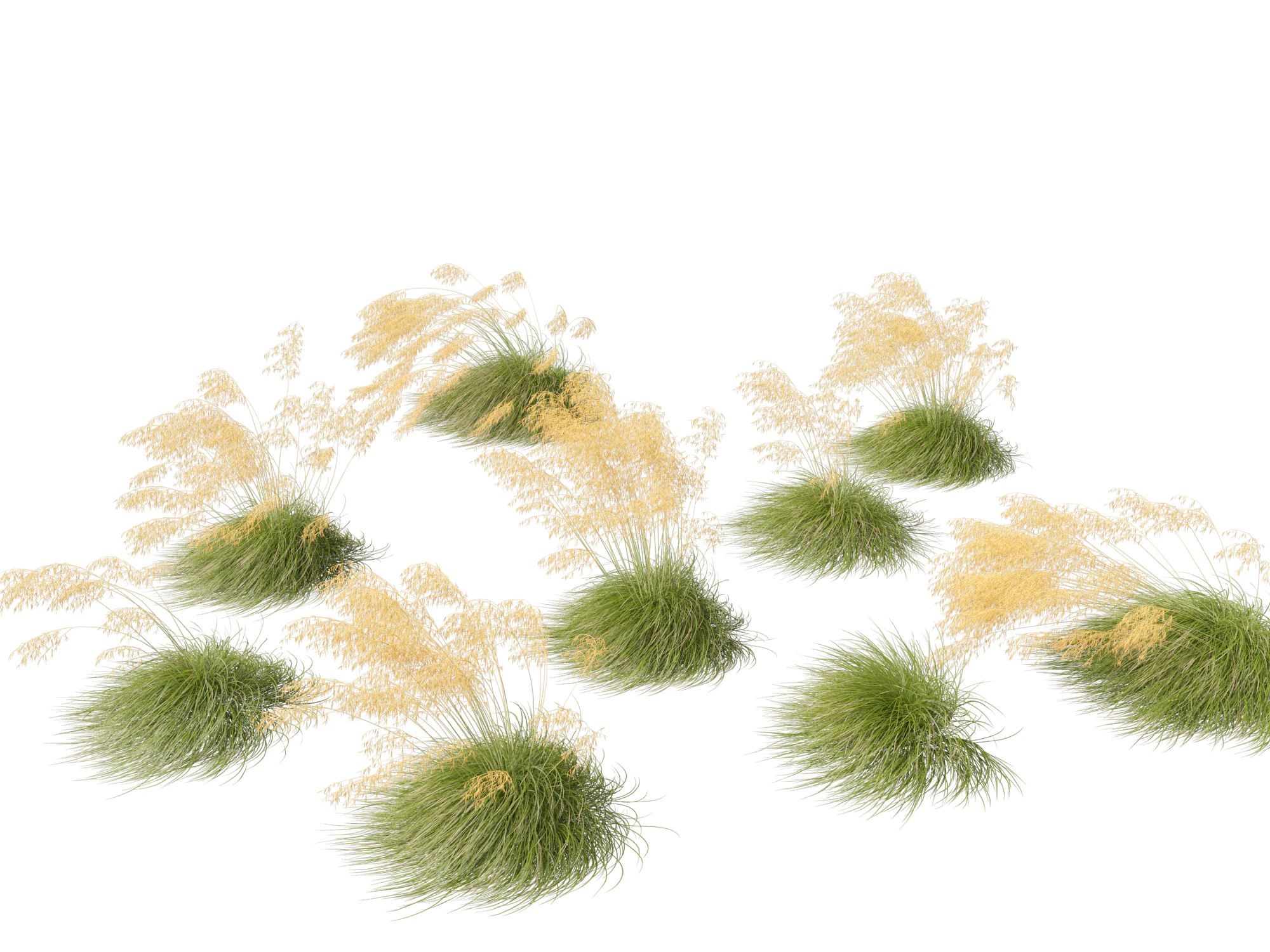 Stipa gigantea - Giant feather grass 02 3D Model .c4d .max .obj .3ds .fbx .stl .blend 