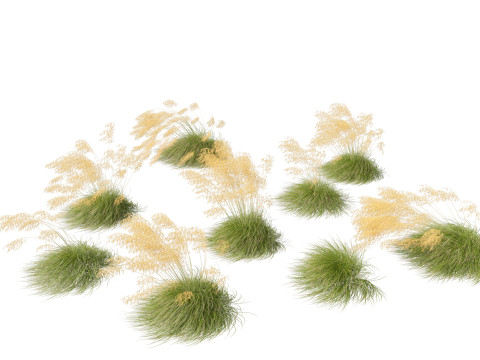 Stipa gigantea - Giant feather grass 02 3D Model