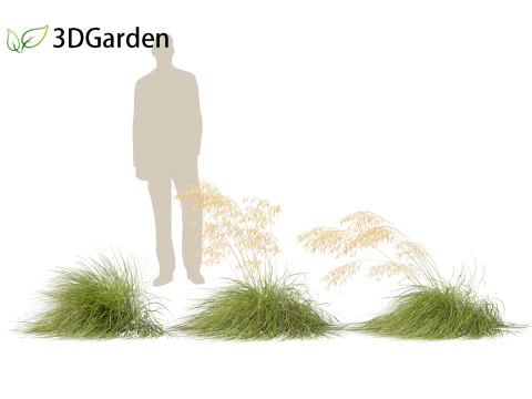 Stipa gigantea - Giant feather grass 02 3D Model