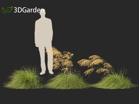 Stipa gigantea - Giant feather grass 02 3D Модель