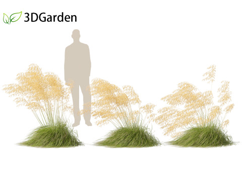 Stipa gigantea - Giant feather grass 02 3D Модель