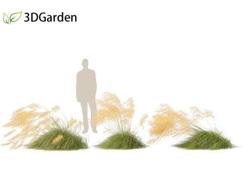 Stipa gigantea - Giant feather grass 02 3D Модель