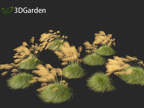 Stipa gigantea - Giant feather grass 02 3D Модель