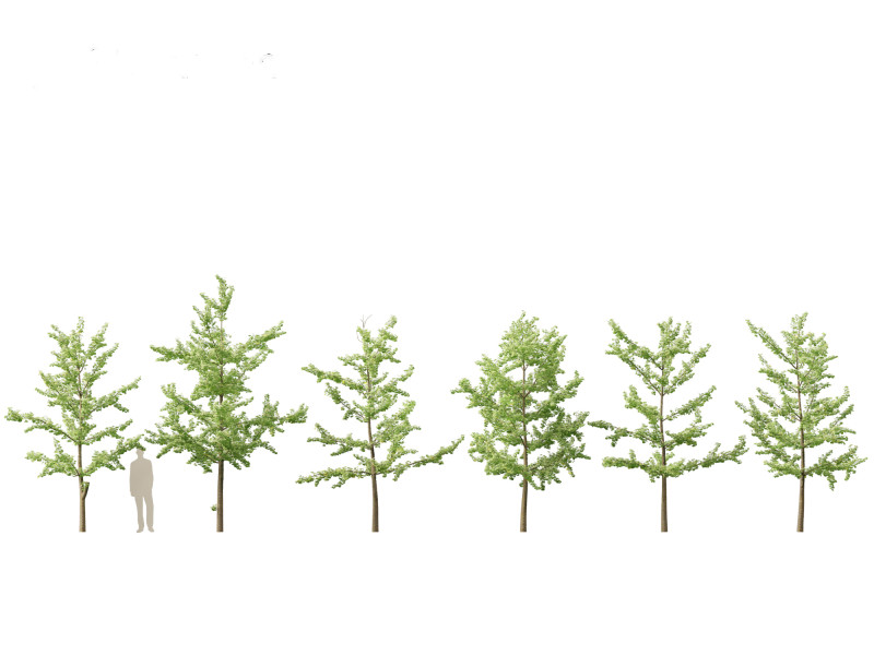 Ginkgo Biloba - Maidenhair Tree 12 3D Model .c4d .max .obj .3ds .fbx .stl .blend 