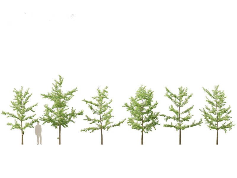 Miłorząb dwuklapowy &ndash; miłorząb japoński 12 Model 3D .c4d .max .obj .3ds .fbx .stl .blend 