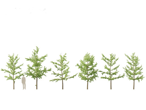 Ginkgo Biloba - Maidenhair Tree 12 3D Model
