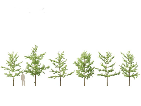 イチョウ - イチョウの木 12 3Dモデル