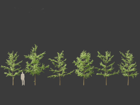 Ginkgo Biloba - Maidenhair Tree 12 3D Model