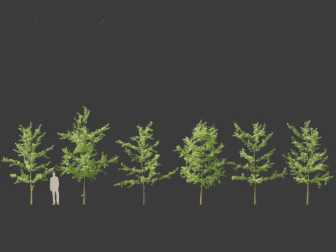 Miłorząb dwuklapowy &ndash; miłorząb japoński 12 Model 3D