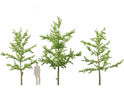 Ginkgo Biloba - Maidenhair Tree 12 3D Model