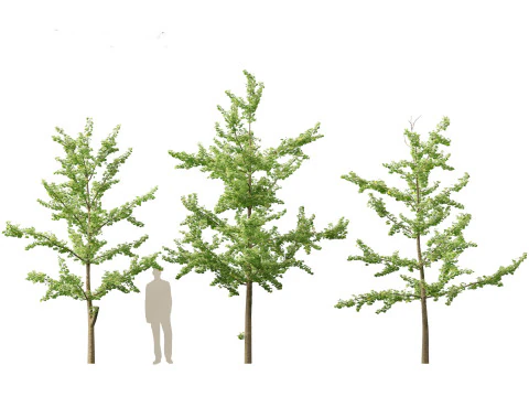 Miłorząb dwuklapowy &ndash; miłorząb japoński 12 Model 3D