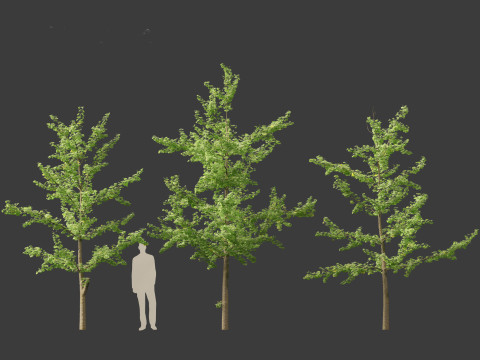 Ginkgo Biloba - Maidenhair Tree 12 3D Model