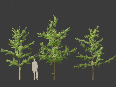 Miłorząb dwuklapowy &ndash; miłorząb japoński 12 Model 3D