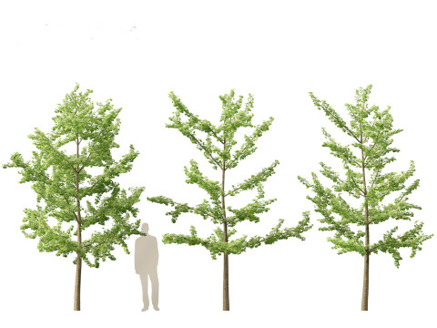 Ginkgo Biloba - Maidenhair Tree 12 3D Model