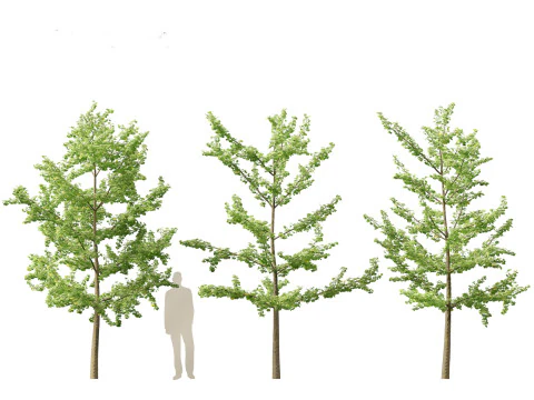 Miłorząb dwuklapowy &ndash; miłorząb japoński 12 Model 3D