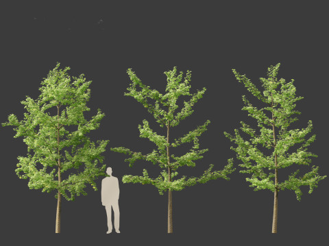 Ginkgo Biloba - Maidenhair Tree 12 3D Model
