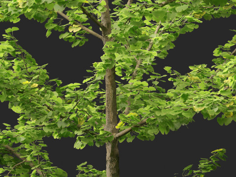 Ginkgo Biloba - Maidenhair Tree 12 3D Model