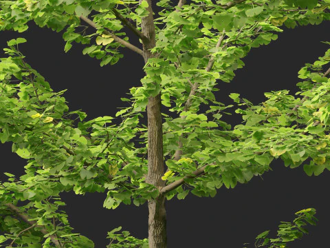 Miłorząb dwuklapowy &ndash; miłorząb japoński 12 Model 3D