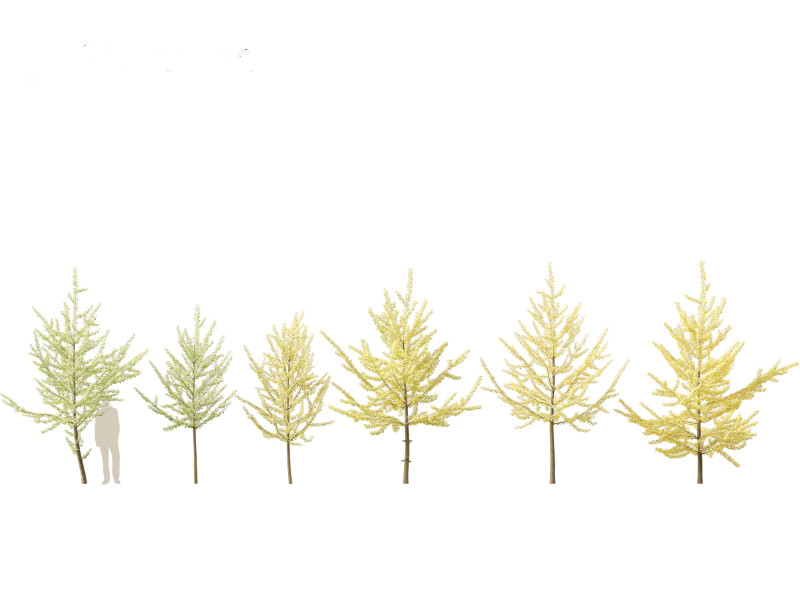 Ginkgo Biloba - Maidenhair Tree 11 3Dモデル .c4d .max .obj .3ds .fbx .stl .blend 