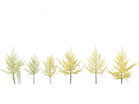 Ginkgo Biloba - Maidenhair Tree 11 3D Model