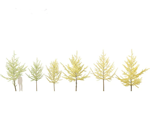 イチョウ - イチョウの木 11 3Dモデル