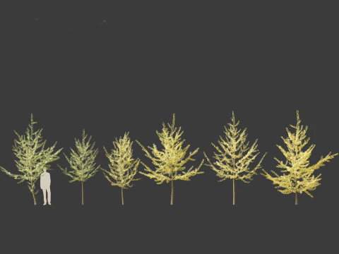 Ginkgo Biloba - Maidenhair Tree 11 3D Model