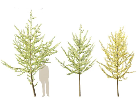 Ginkgo Biloba - Maidenhair Tree 11 3D Model