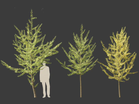 Ginkgo Biloba - Maidenhair Tree 11 3D Model