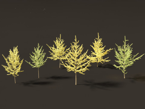Ginkgo Biloba - Maidenhair Tree 11 3Dモデル